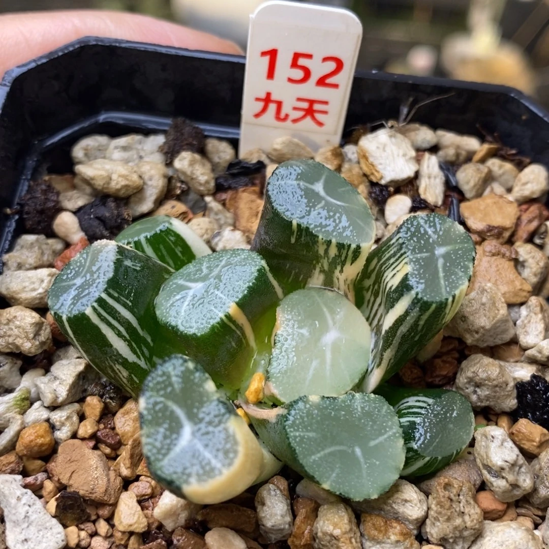 152号玉龙万象锦锦