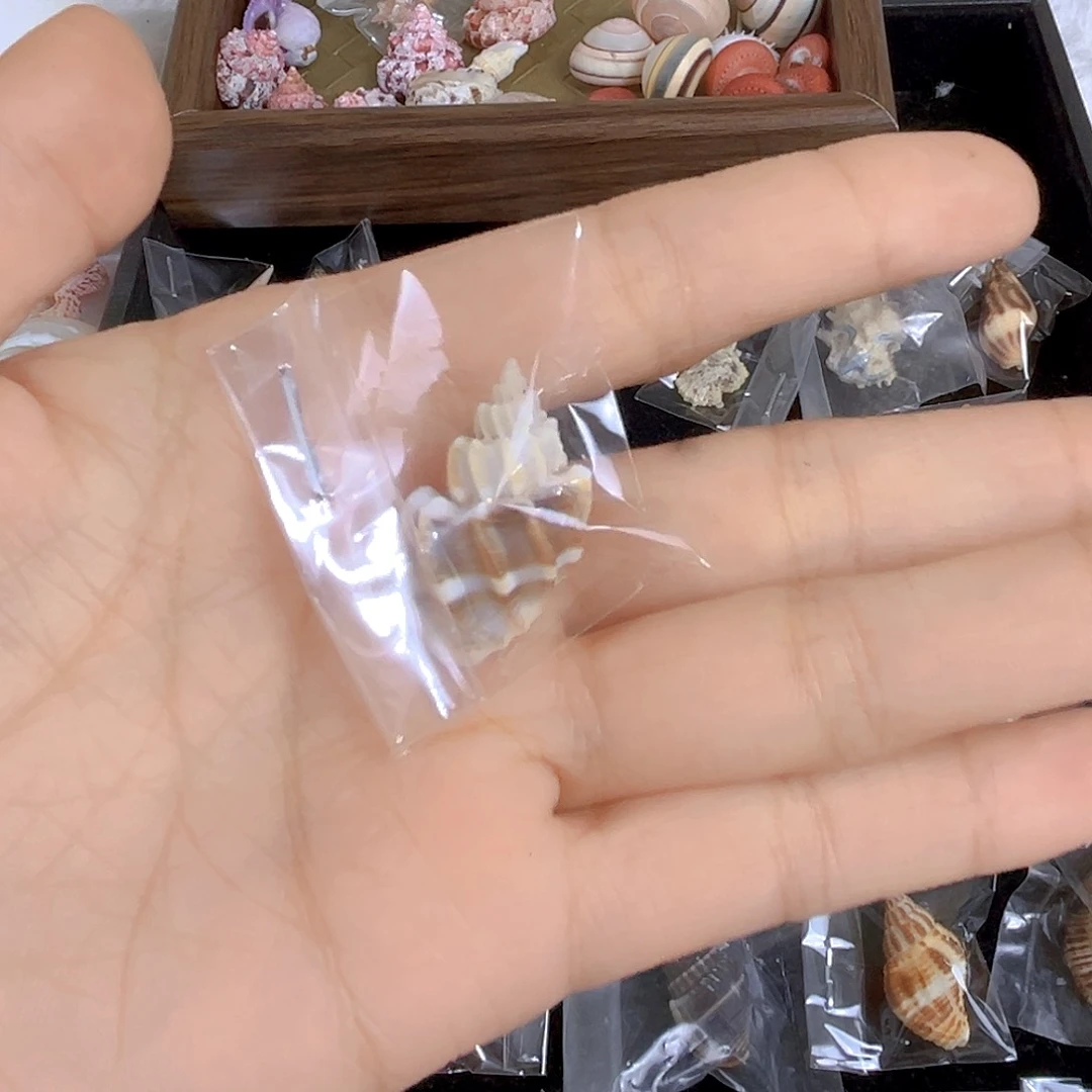 大理石磁石肖**་天然贝壳海螺特价不退不换