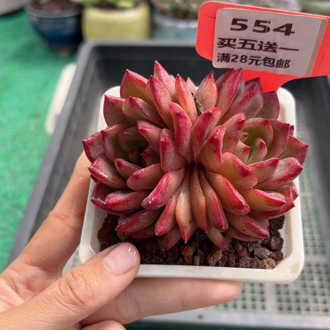 表妹精品多肉植物554.