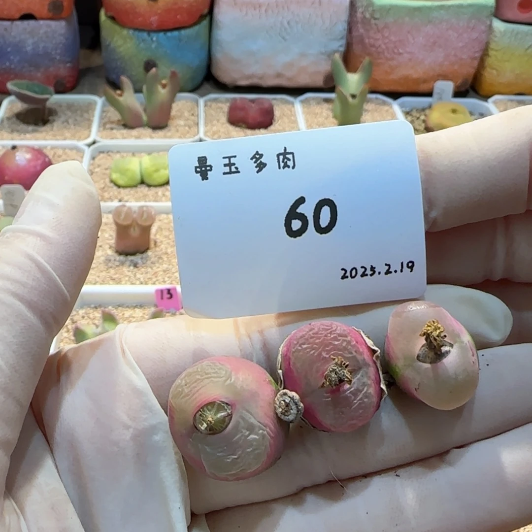 毛**?多肉多肉多肉2.19-060