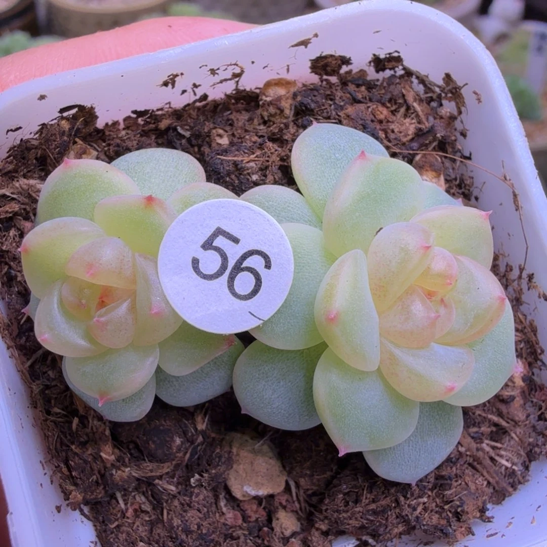 56号双头628一物一拍
