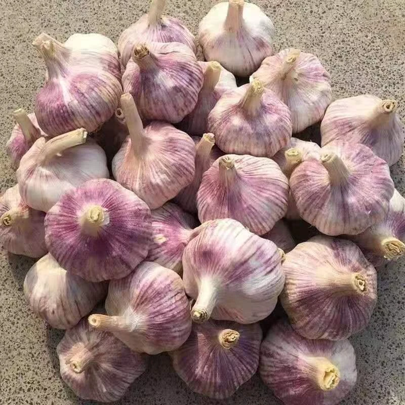（新干蒜）2025新蒜紫白皮大蒜头新鲜干蒜可炒菜可腌制1斤3斤5斤
