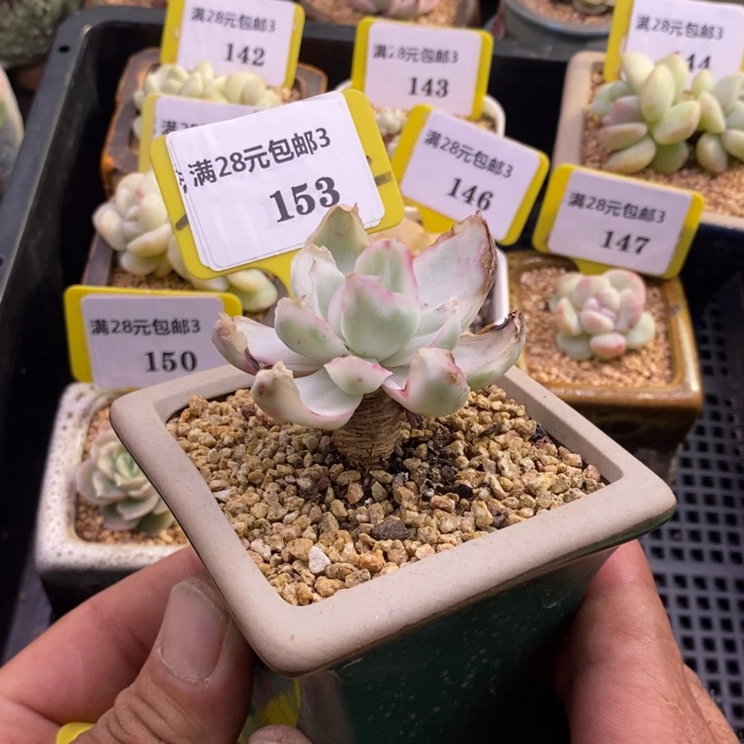 3153老桩伯克利锦多肉