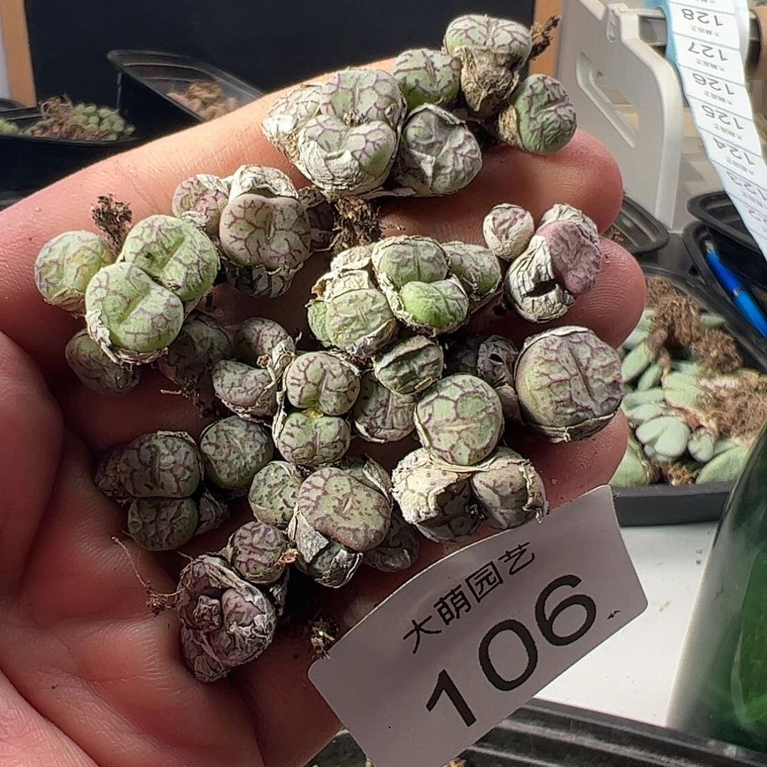 一物一拍。        。 106