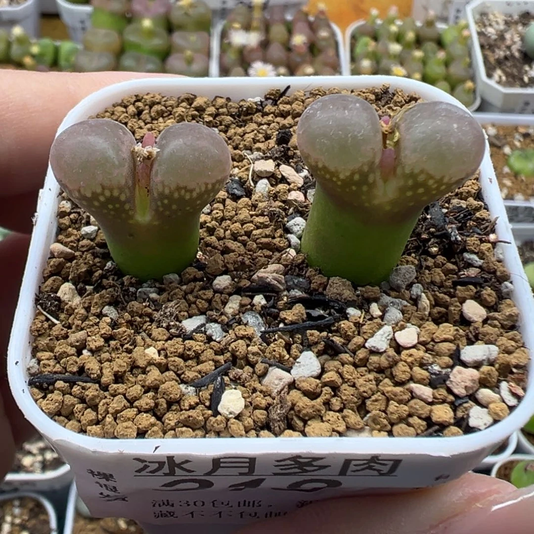 318原株两颗裸根发货