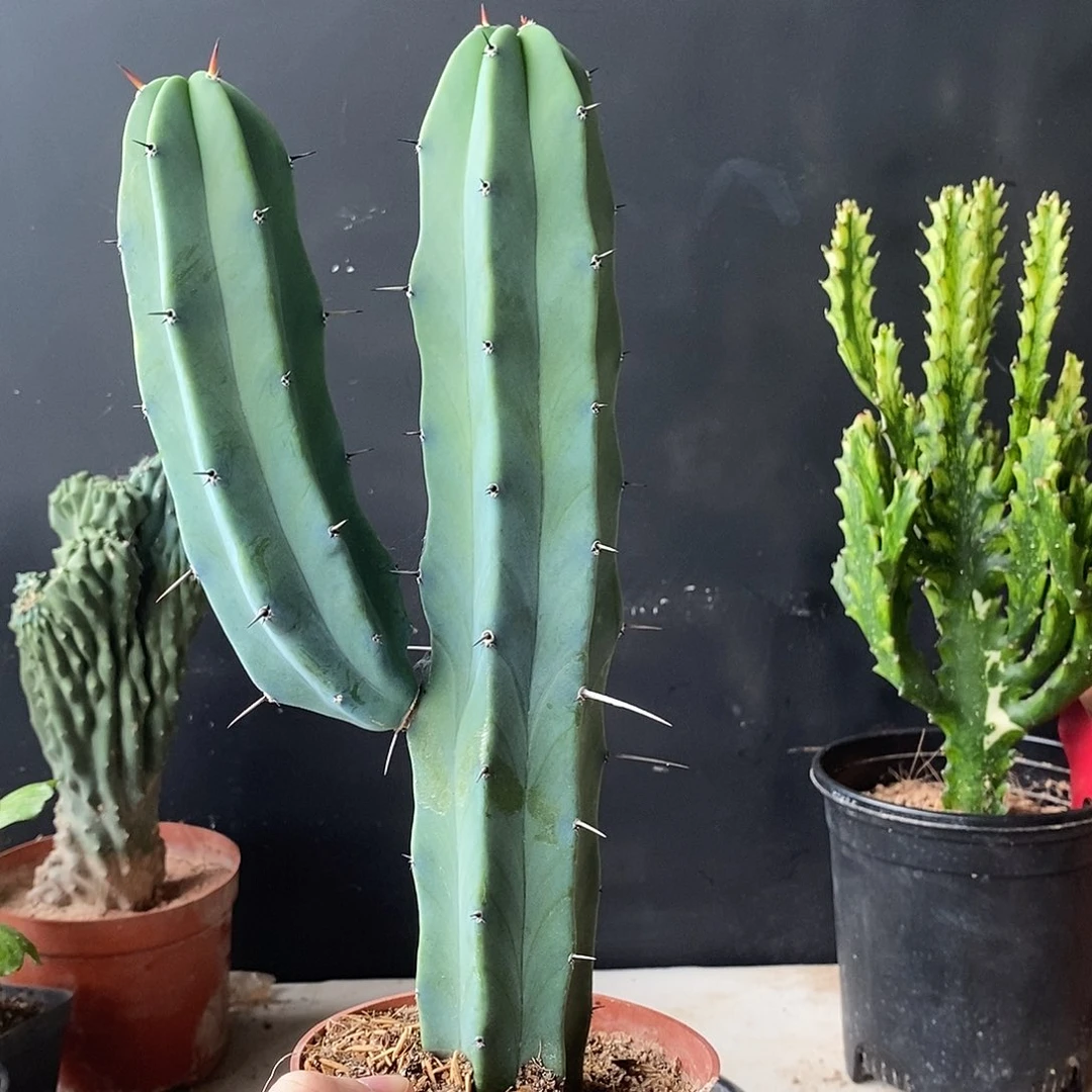 无花朵龙神木一物一拍