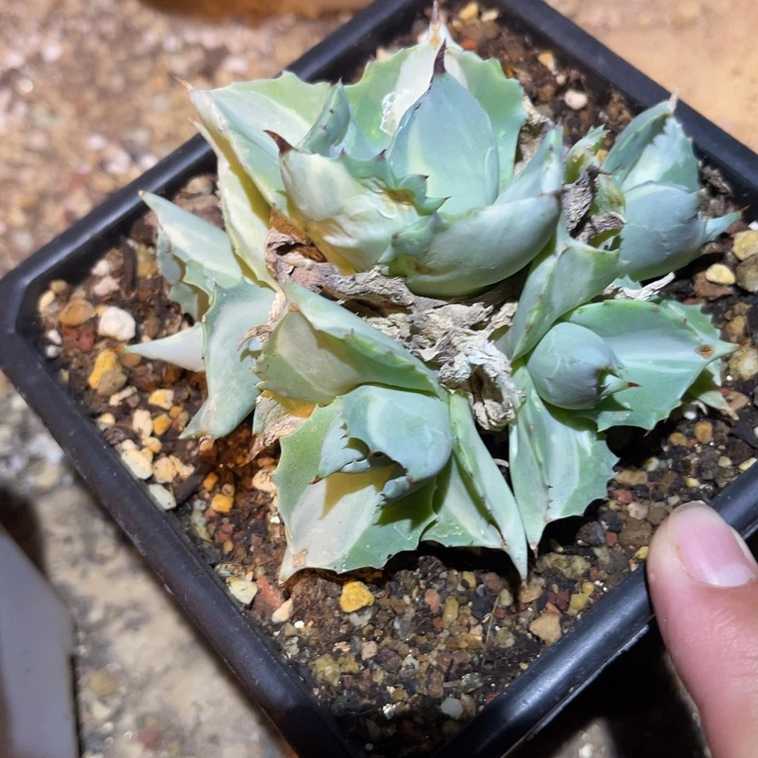 王妃雷神白中斑龙舌兰