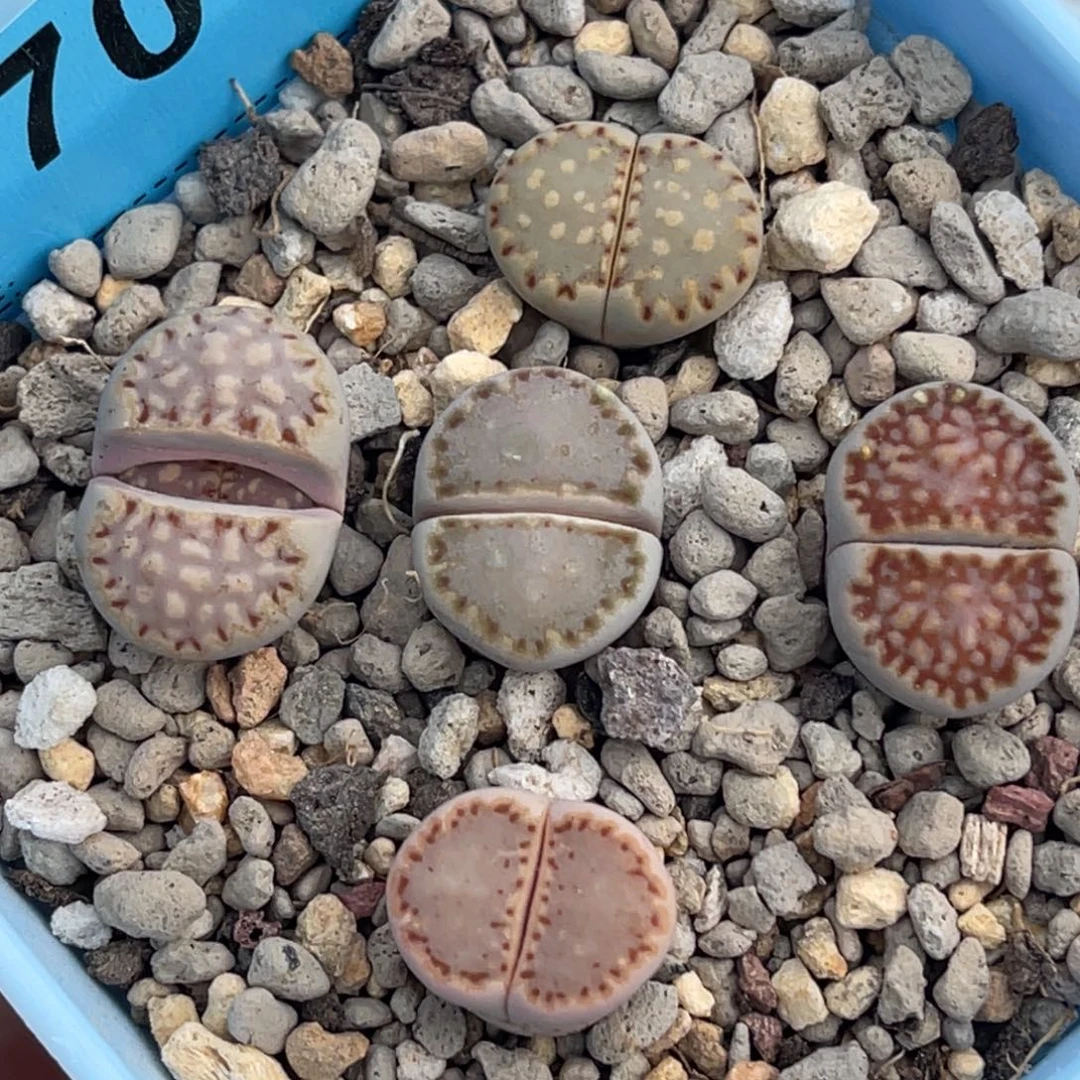 7076饼干彩套五颗