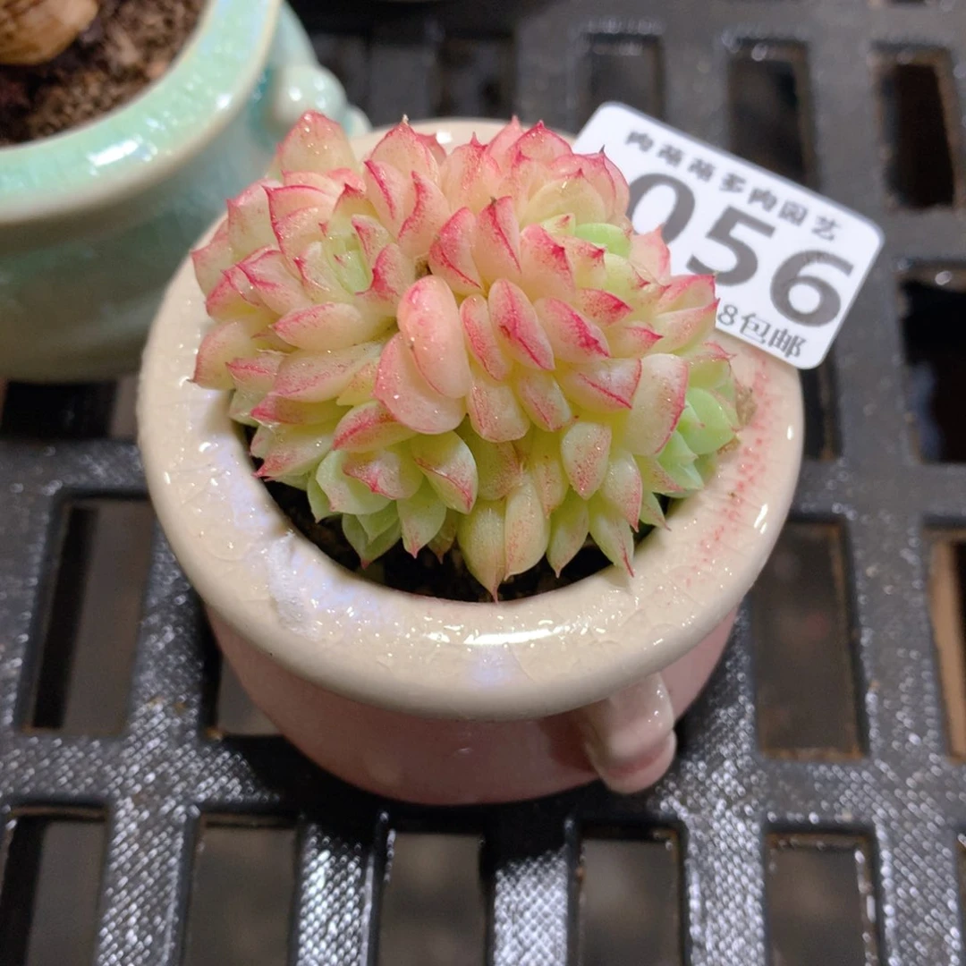 肉萌萌拇指盆精控多肉ZE056