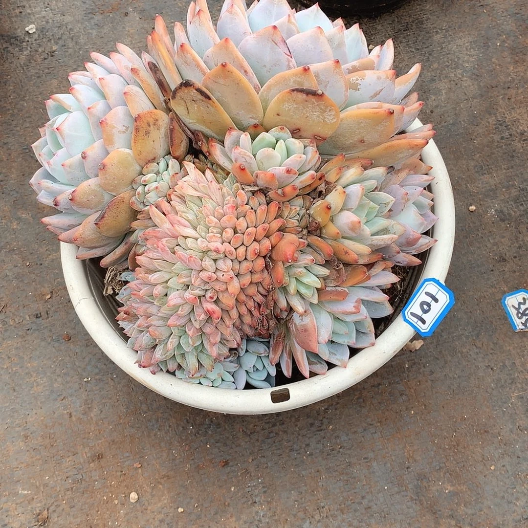 101橙子缀 一物一拍多肉