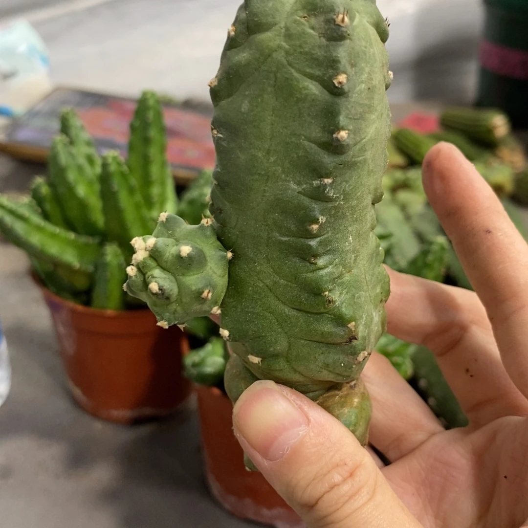 新品橙桃大侧芽一个