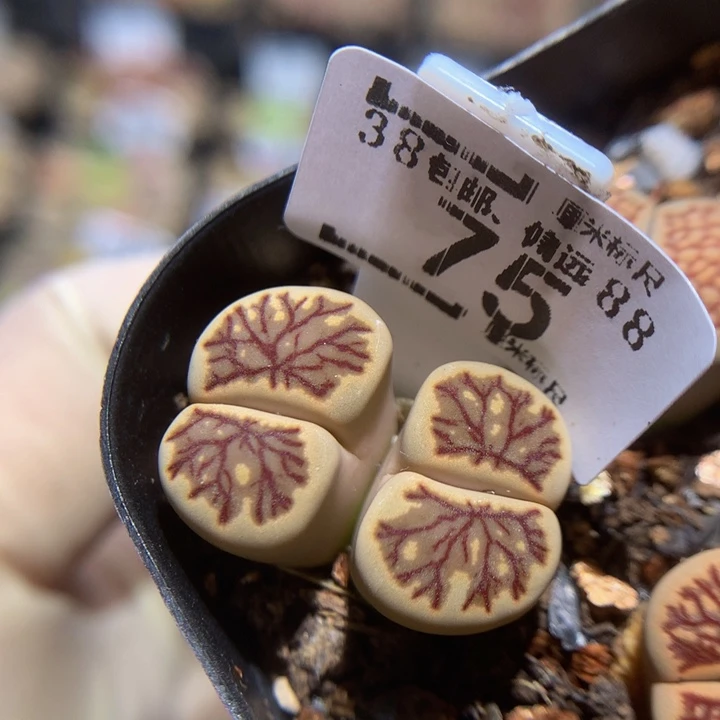 手****✨Zzz精品生石花75