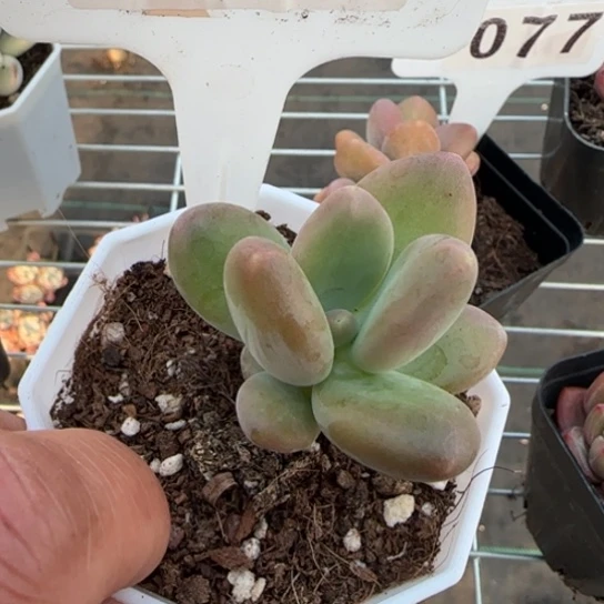 90芒果奶一物一拍多肉