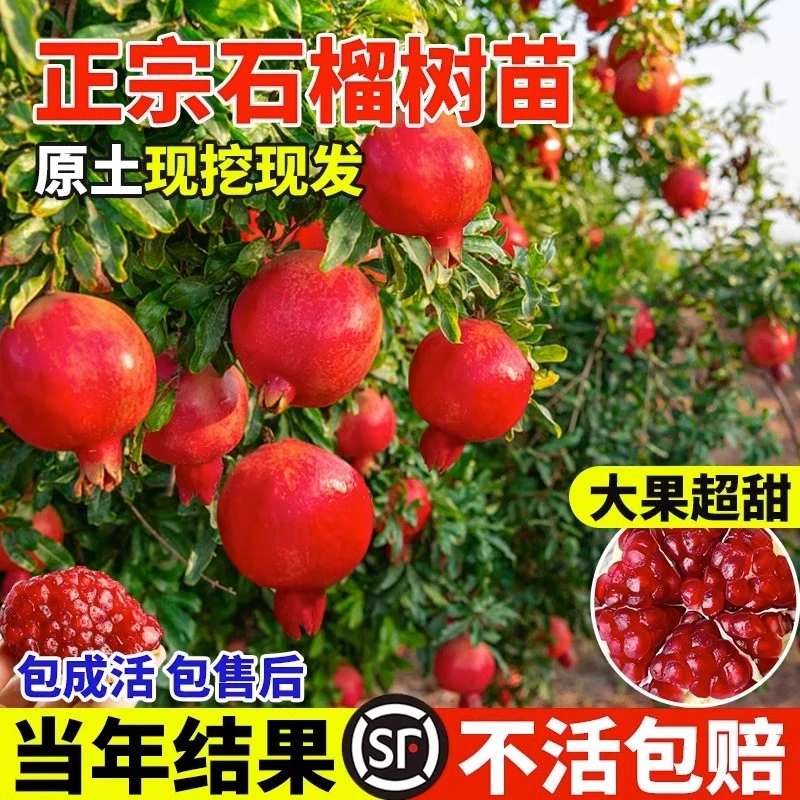 石榴树树苗突尼斯软籽无籽蒙阳红石榴盆栽庭院水果树特大带土果苗