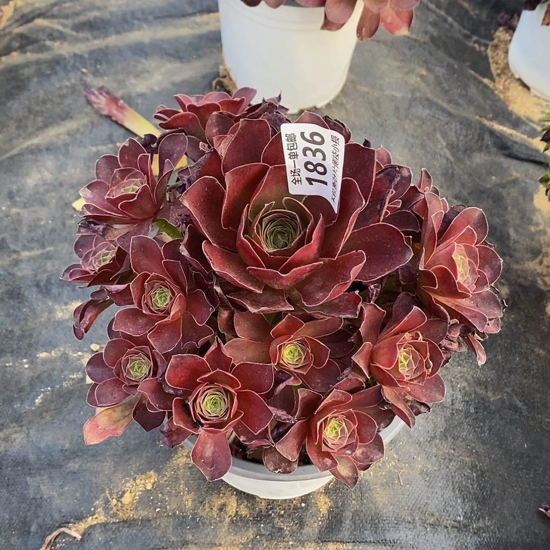 1836魅金玫瑰多肉法师锦