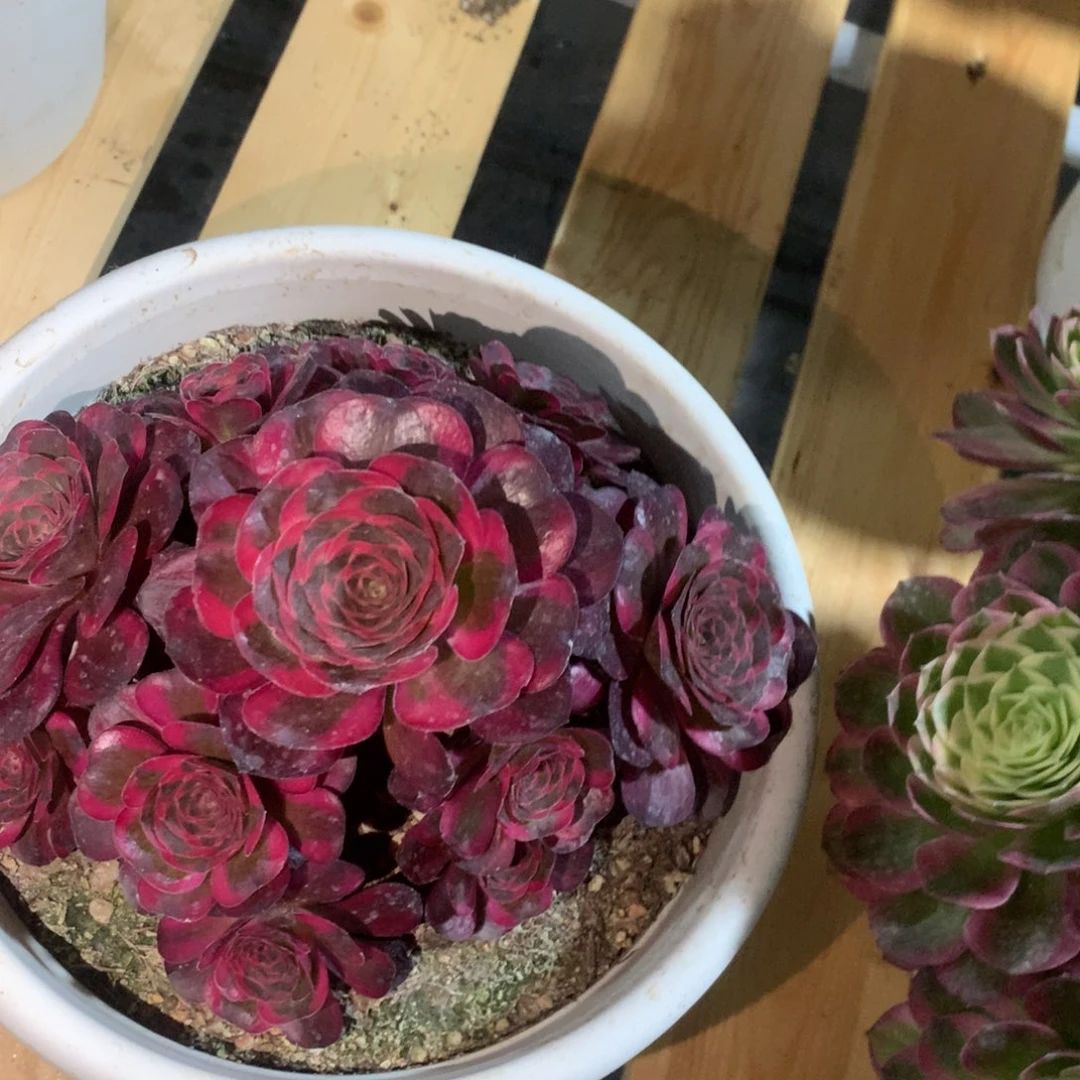茶杯紫砂8383–锦福利福利福利