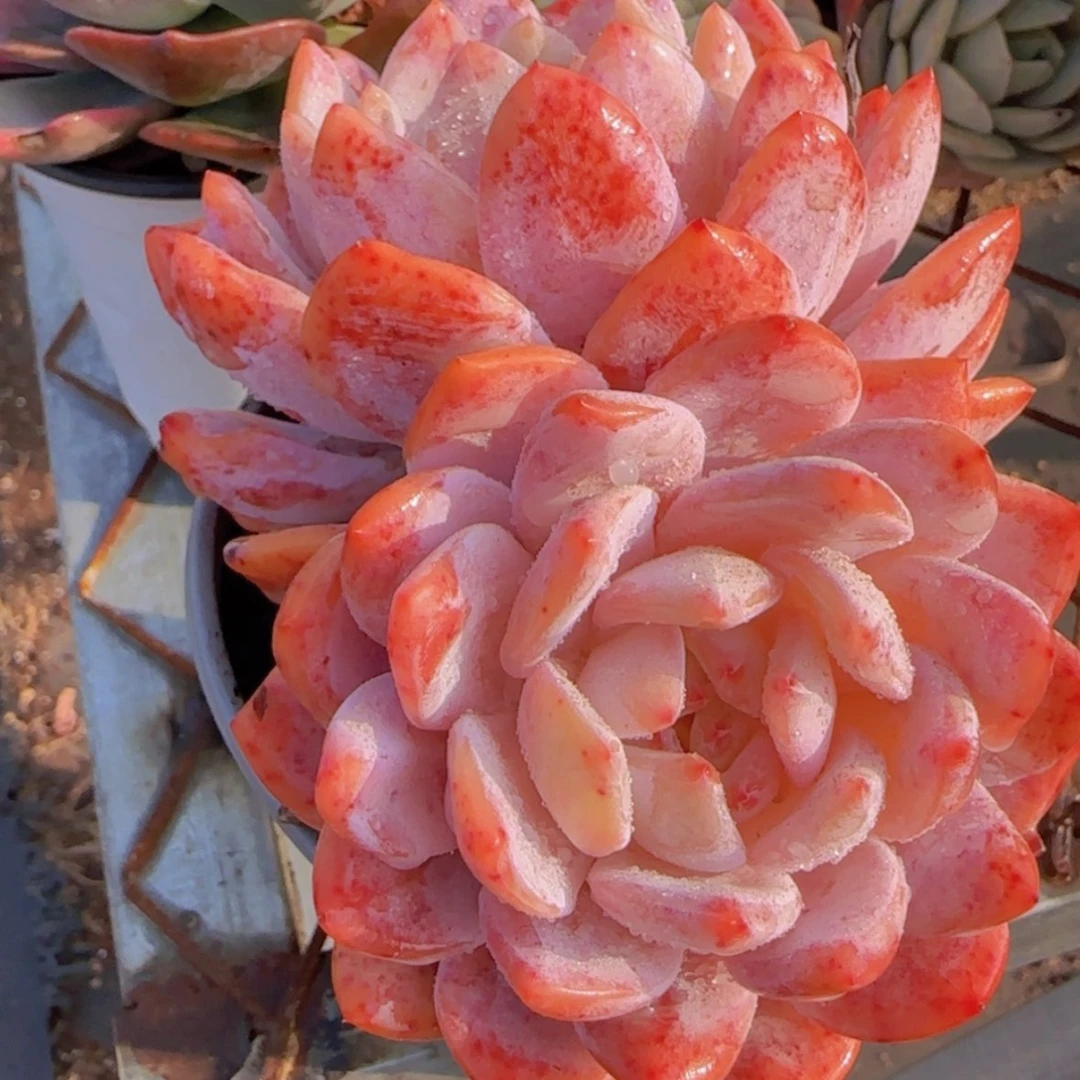 【闪购商品】双头雪天使