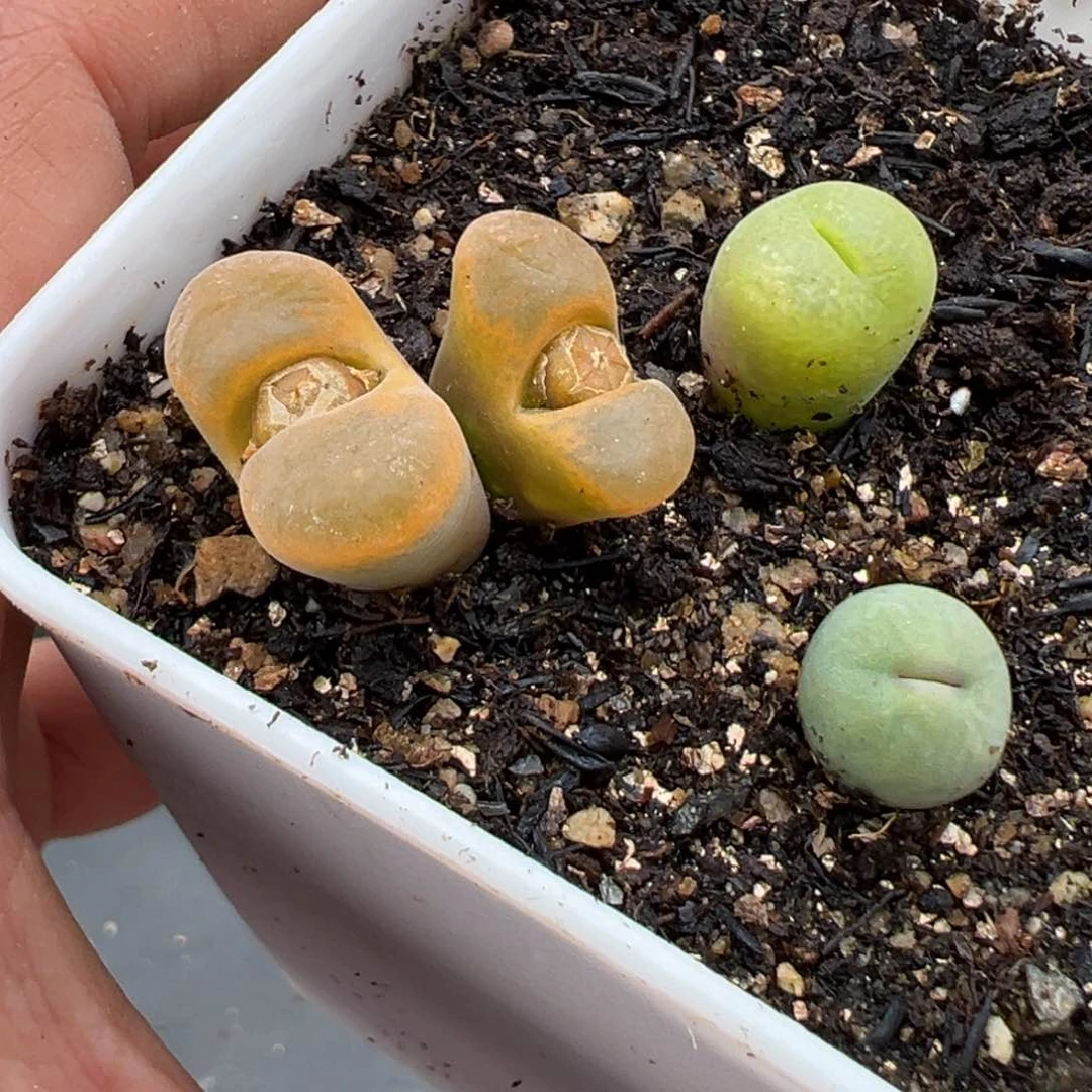 1.18好看的多肉511