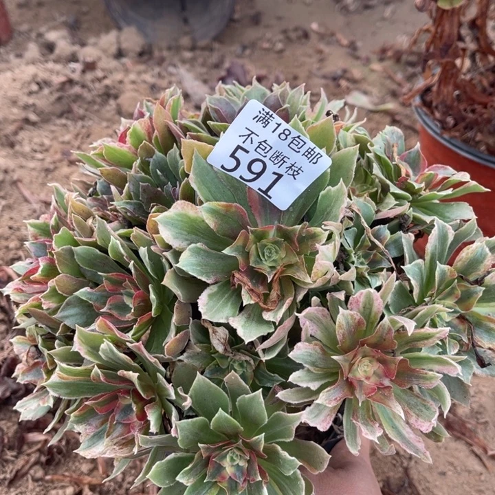 591光辉七彩手捧1北