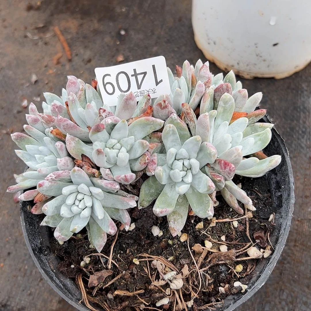 白姆赵某杯多肉。