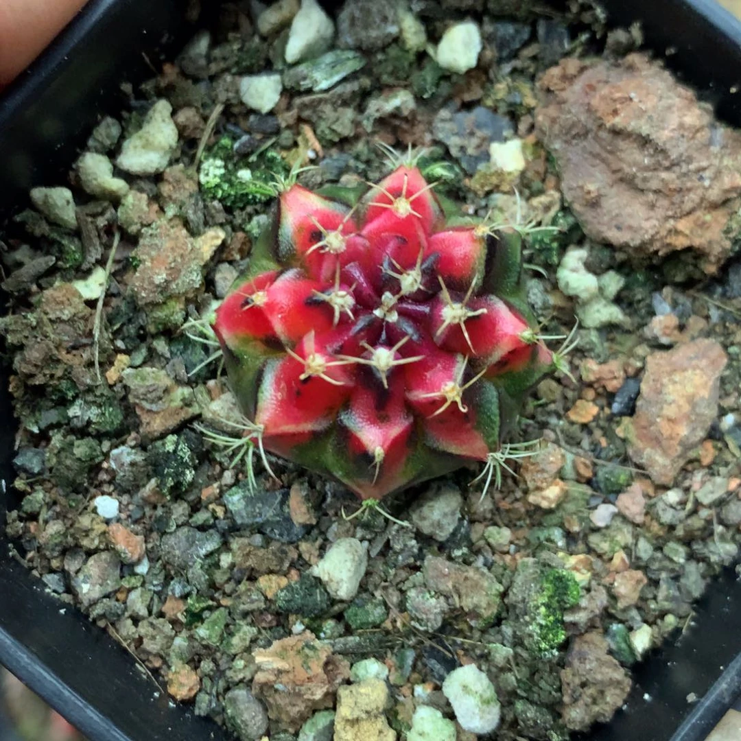 仙人球米哈侧牙68