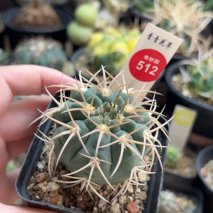 实生狂刺天平丸5.1cm一棵仙人球