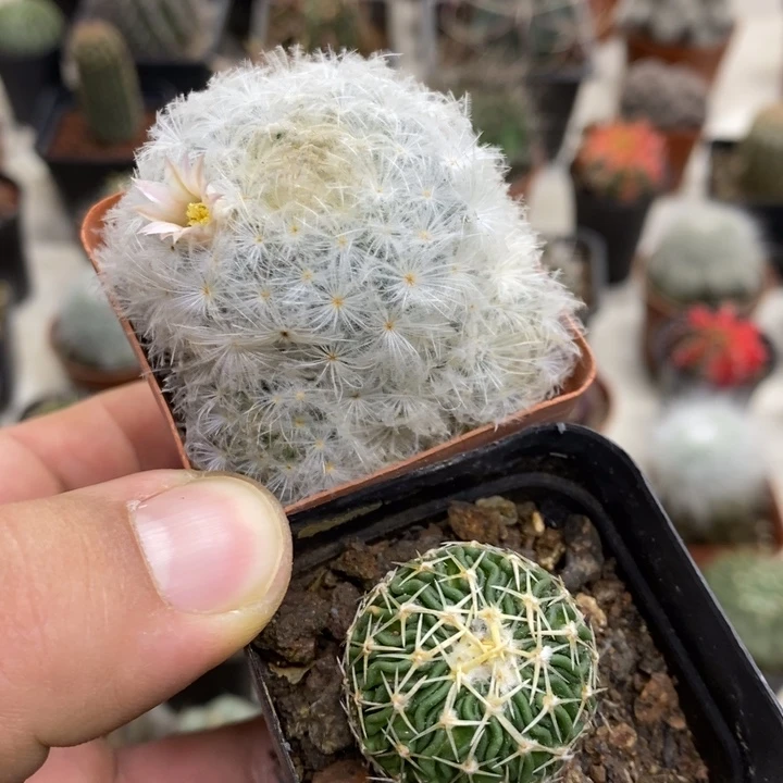 太刀岚白星2颗特价