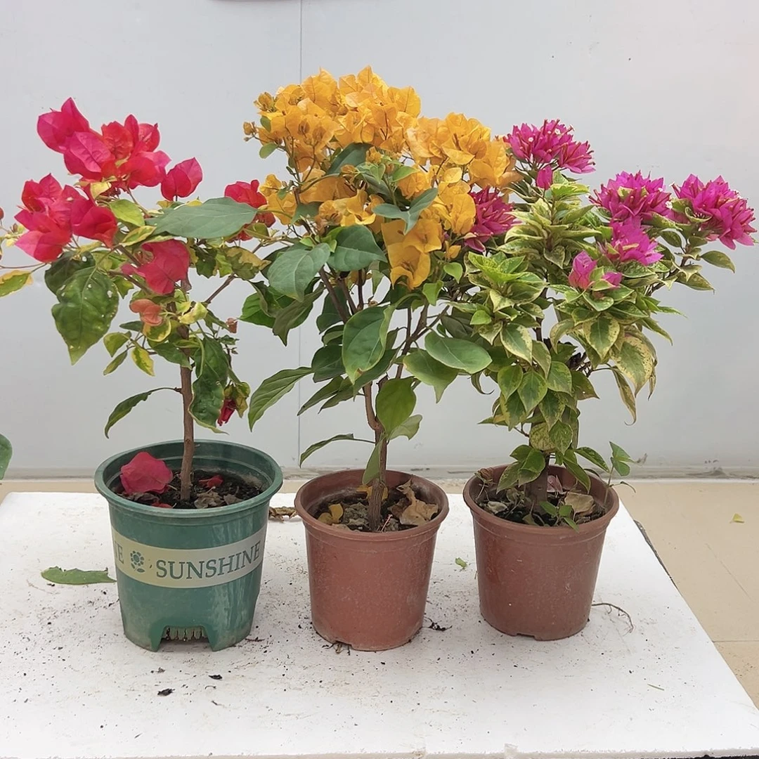 大部分花苞少量开放香港丽人，加州黄，塔紫