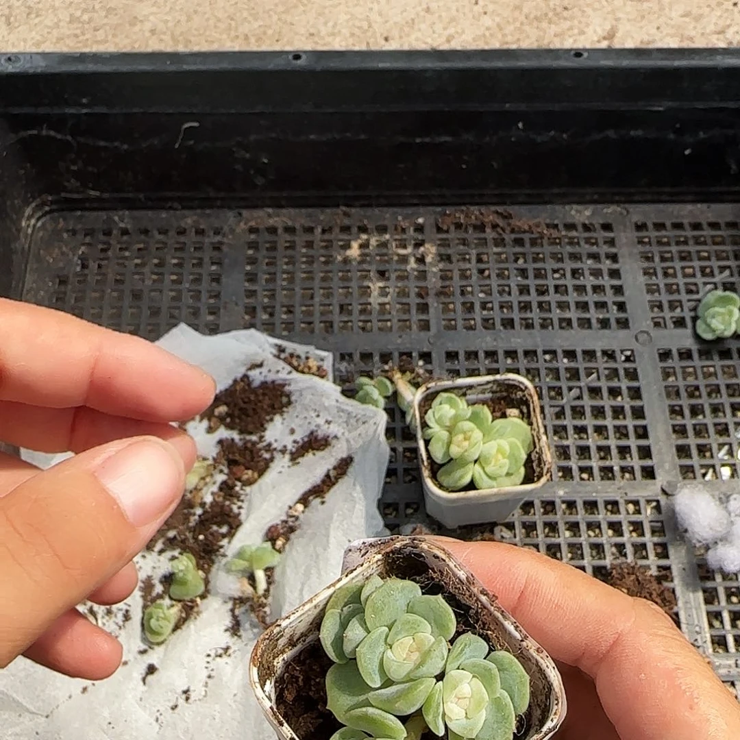 A****5龙葵4头盆一个满25包邮