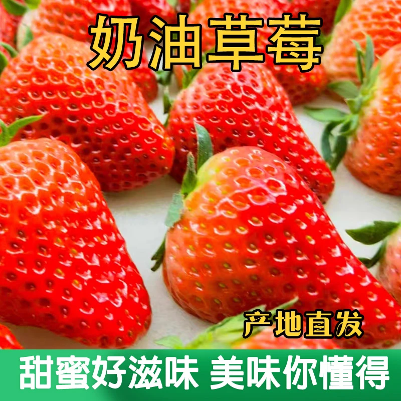 【巨无霸】露天自然种植奶油红颜草莓新鲜采摘当季水果香甜多汁