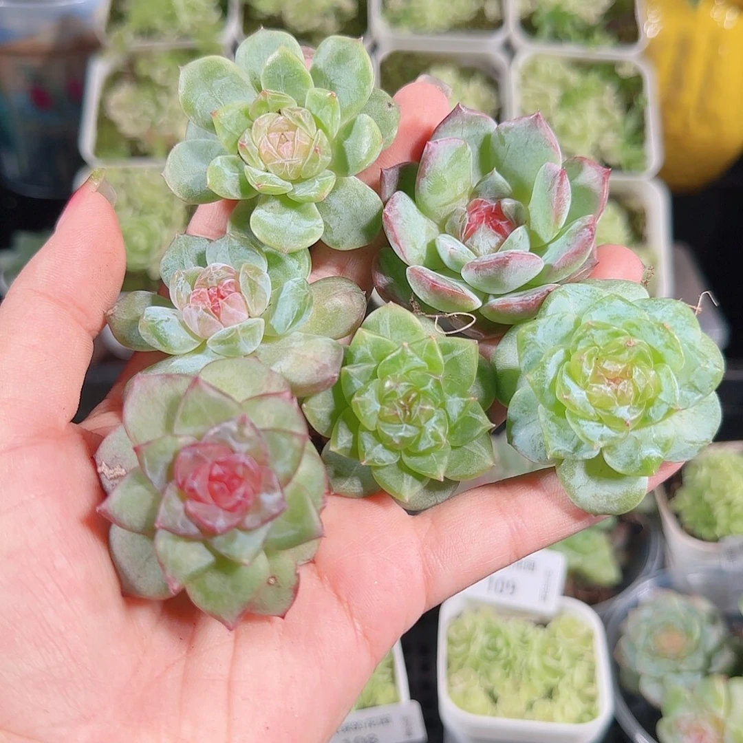 0914---114糖心珍妮