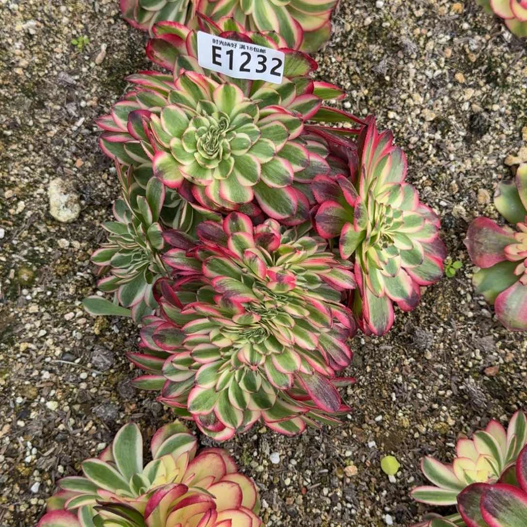 1232荔枝缀多肉植物