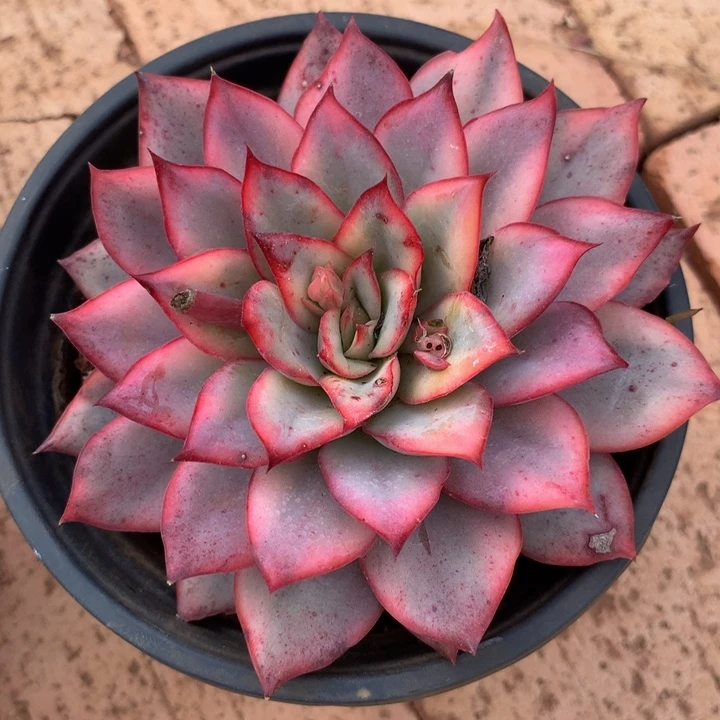 笑****舒月光女神锦锦上园艺一物一拍