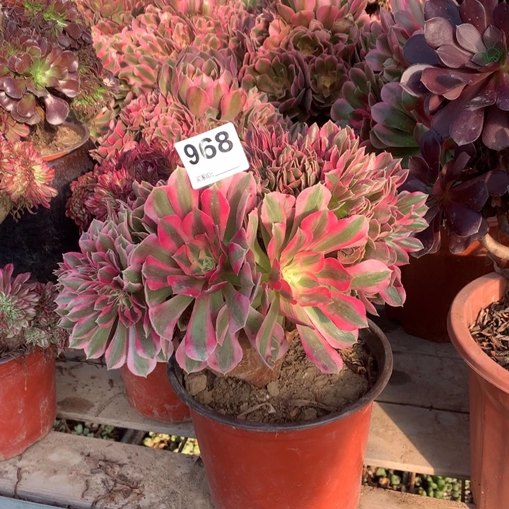 968粉女巫缀多肉法师