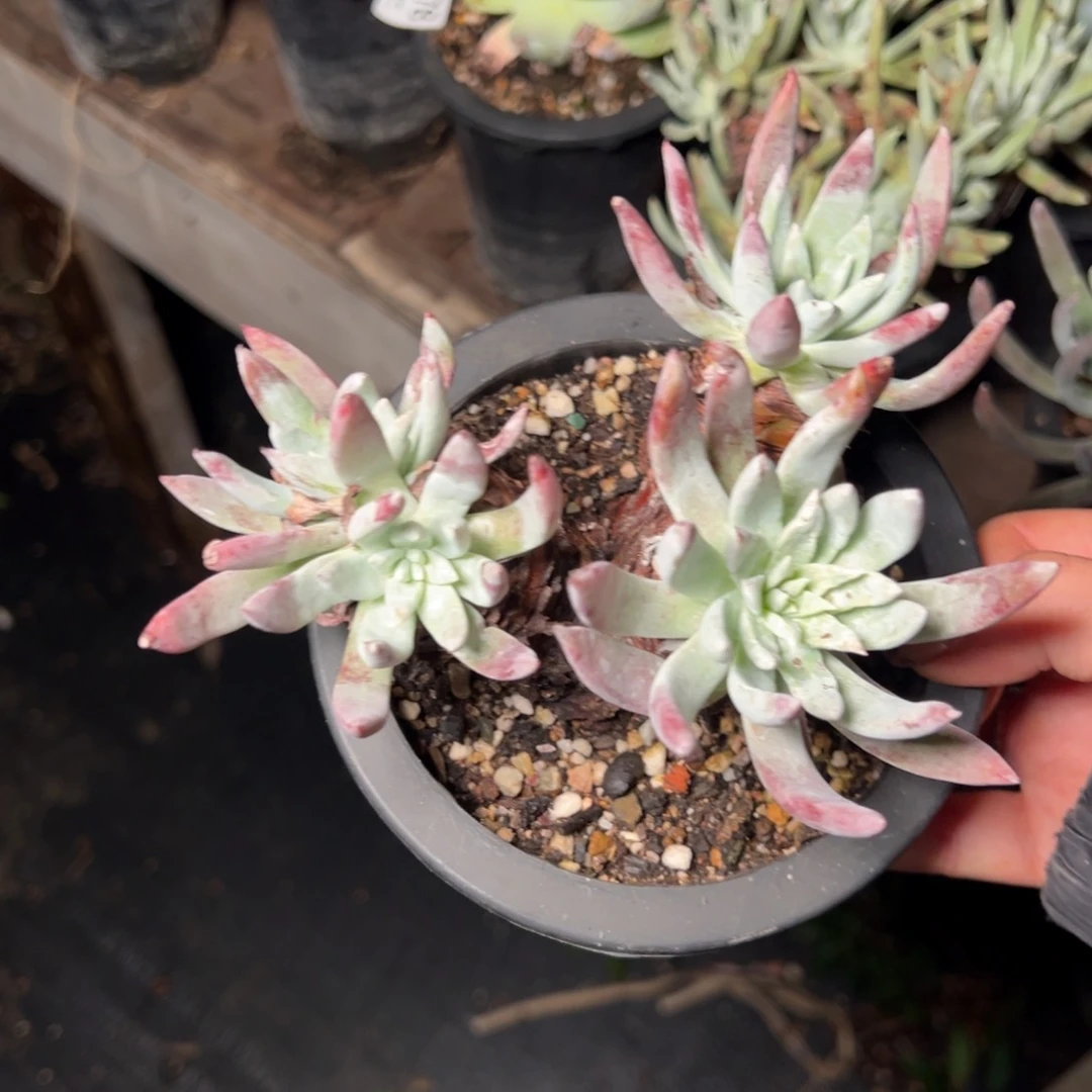 2784哈哈哈哈哈哈哈哈