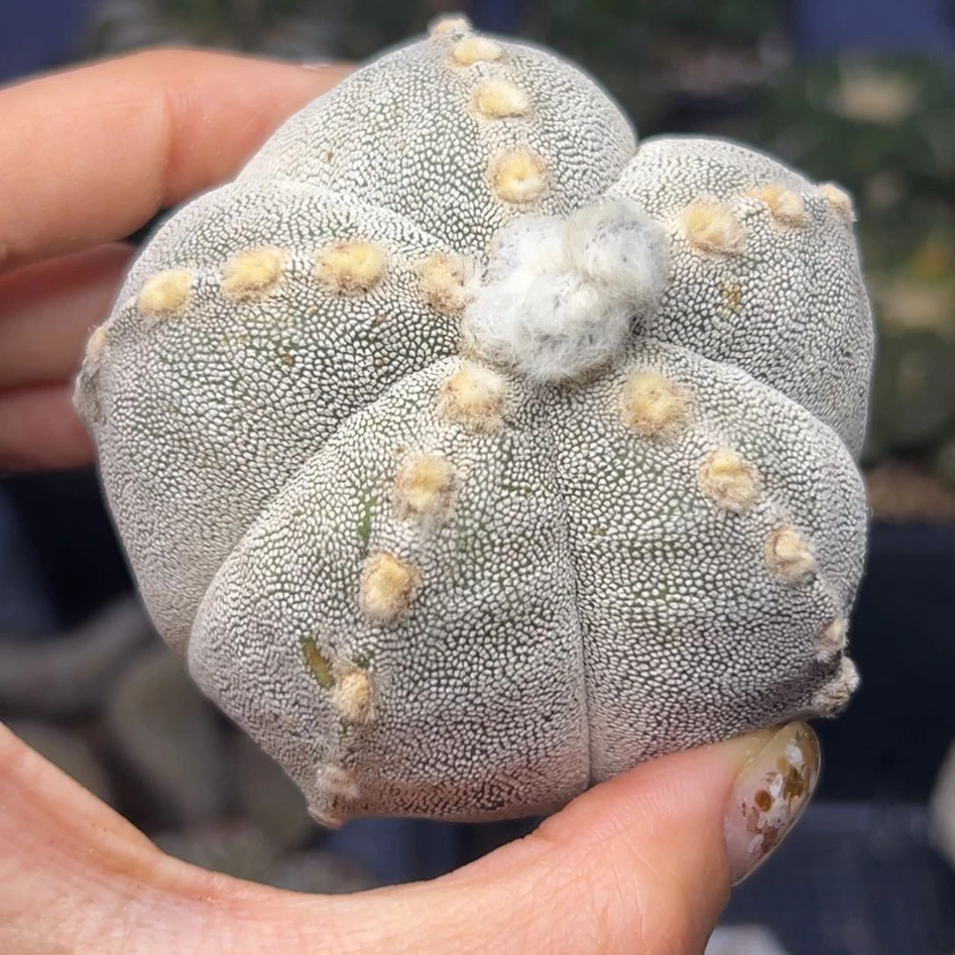 香**面527 无根 仙人球的世界里