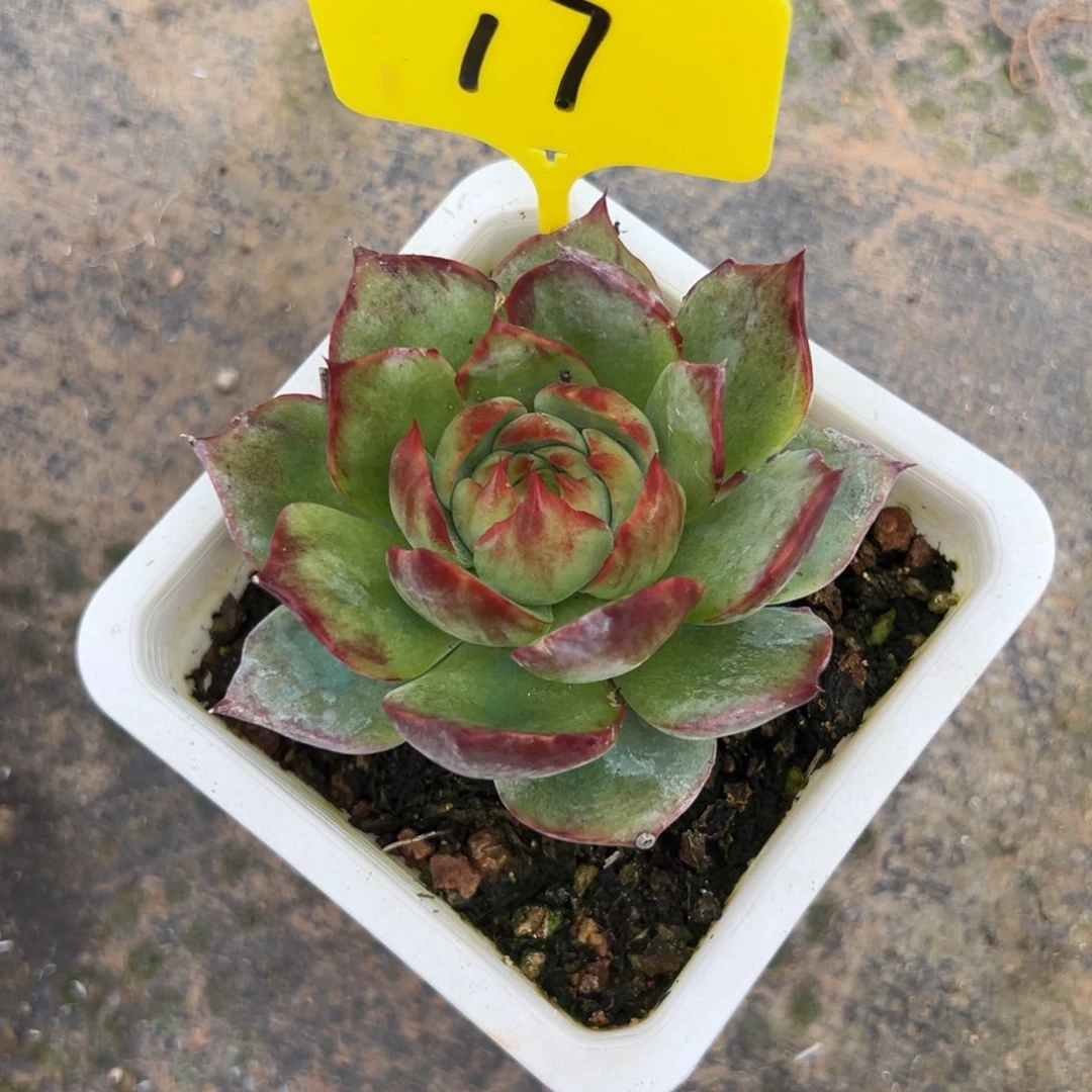 惊鸿仙子多肉植物（不包整）