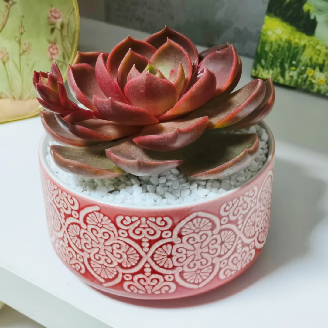 红灯红叶姬多肉年宵花喜庆多肉植物盆栽好养适合室内外防辐射花卉