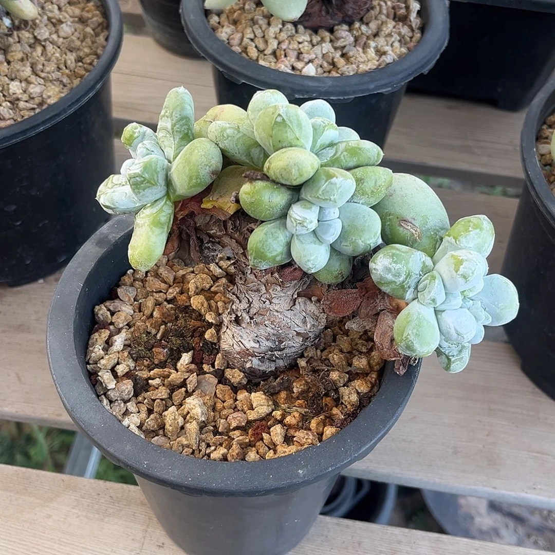 四头小拇指 小鹿多肉一物一拍