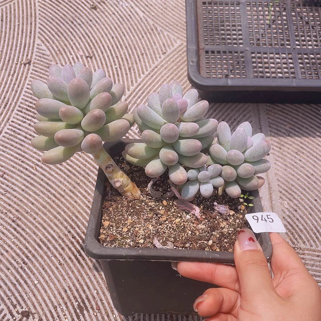 945。汤圆。      量拍