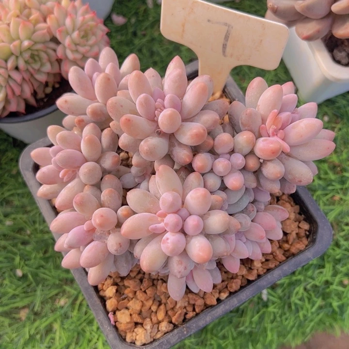 健健康康平平安安