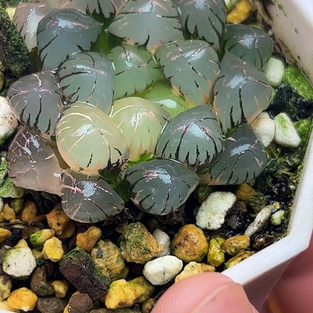 冰灯锦十二卷多肉植物园