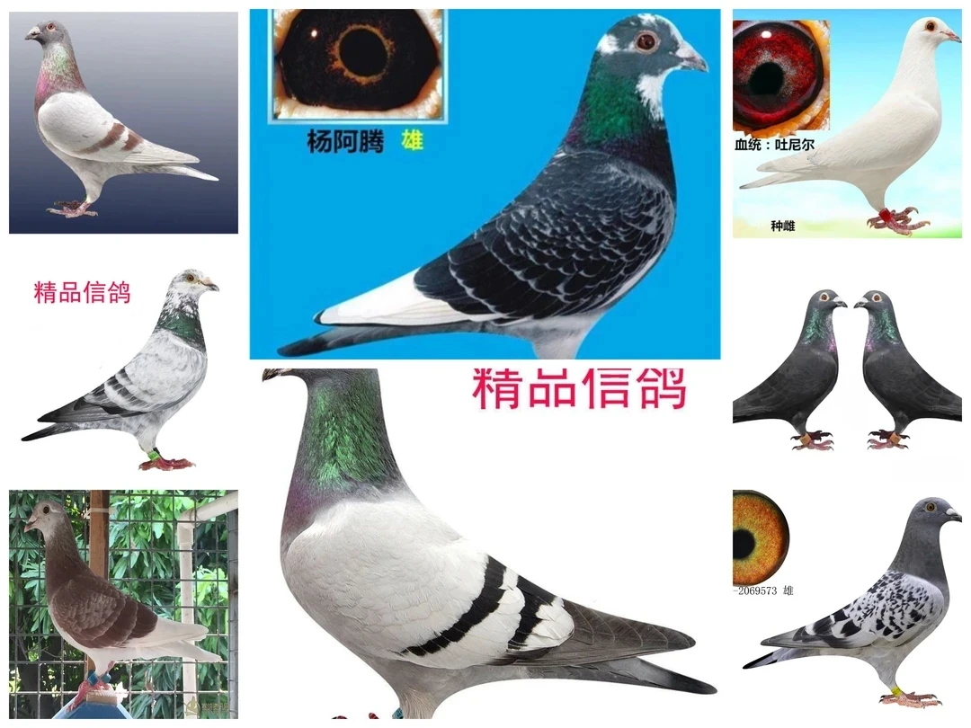 红色黑色瓦灰色雨点色白色各种异色图片照片屋内挂件