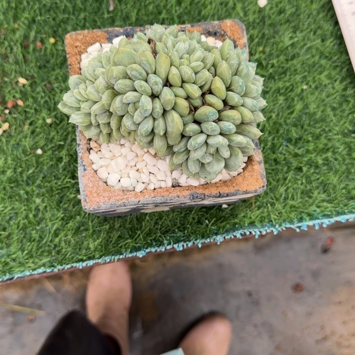 百达翡翠36多肉植物