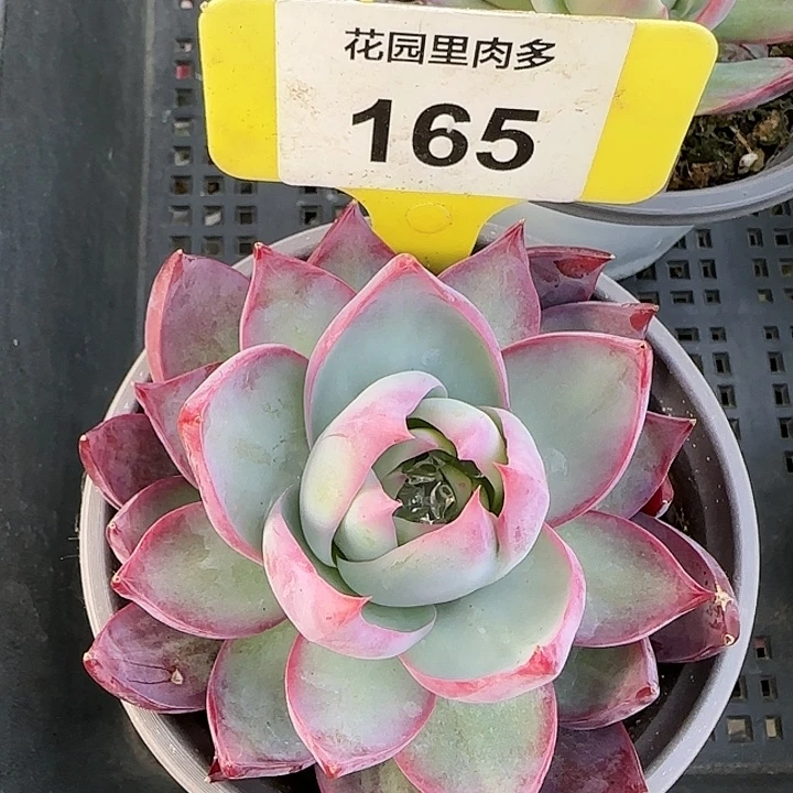 165 惊鸿仙子多肉植物6-9cm