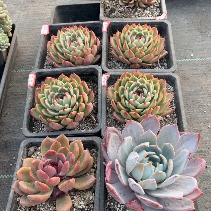 慧***梁蓝色妖姬一颗巧克力玫瑰一颗