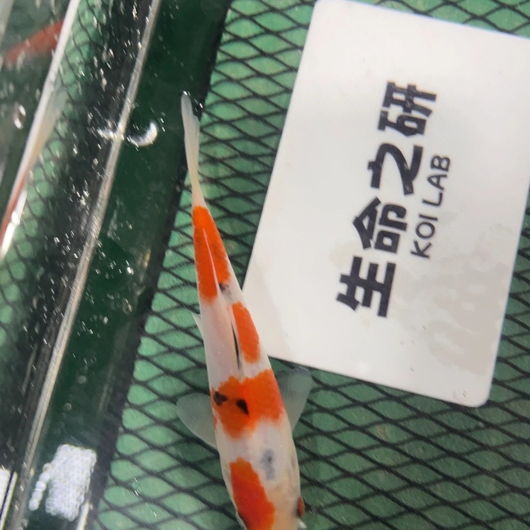 锦鲤阪井血统当岁牙签