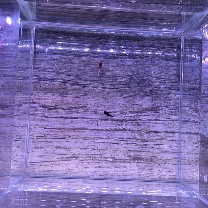孔雀鱼泰系红头玛服F1  2条