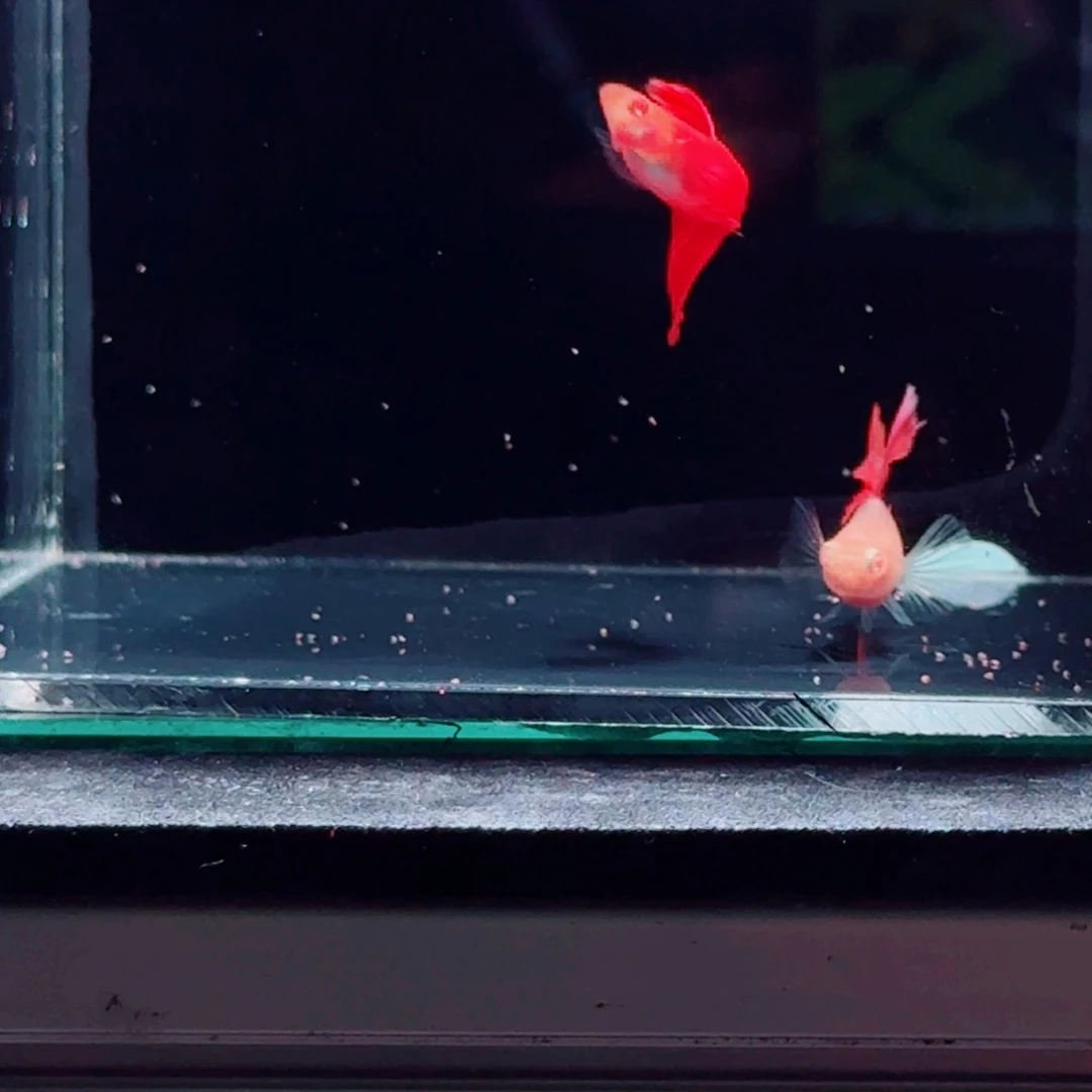 孔雀鱼超大背全红一对亚成