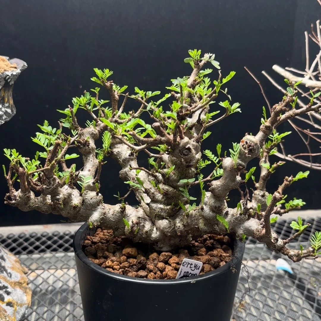 e****o沙漠苏木带盆土5